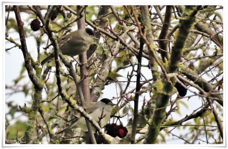 Oiseaux Fauvettes à tête noire mâles