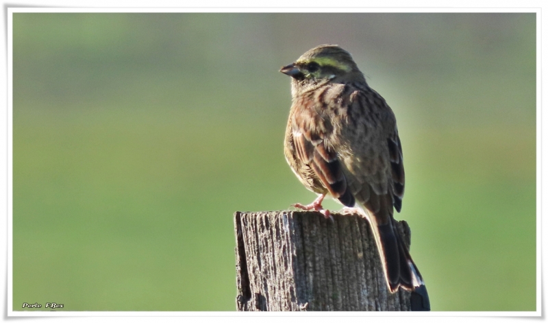 Oiseaux Bruant zizi