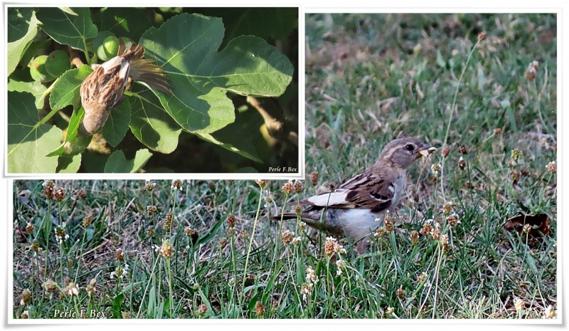 Oiseaux Moineau domestique femelle, comme vous le dites