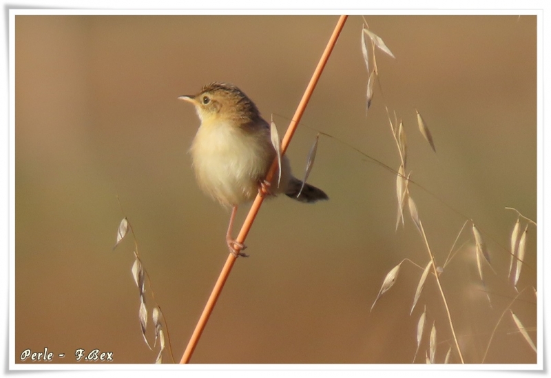 Oiseaux Cisticole des joncs