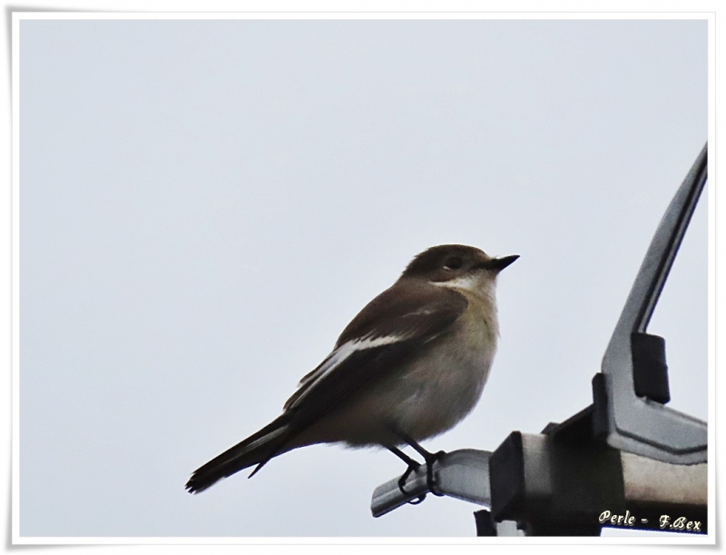 Oiseaux Gobe-mouche noir