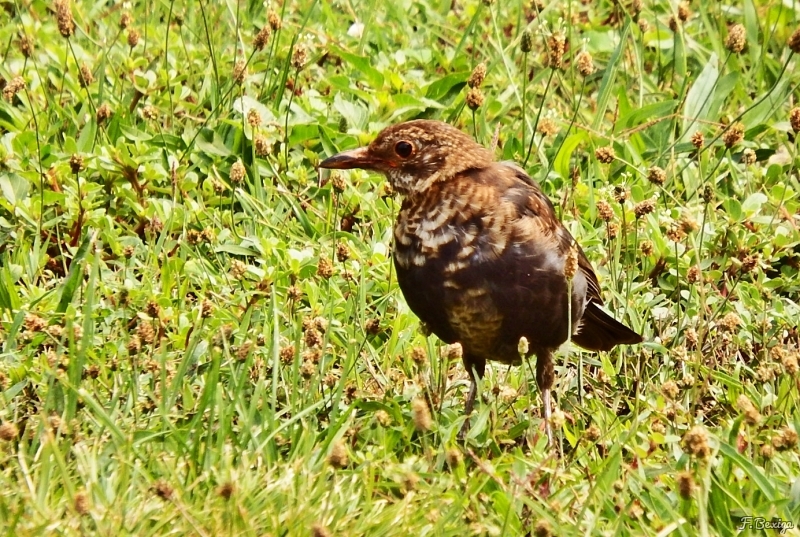 Oiseaux Merle noir