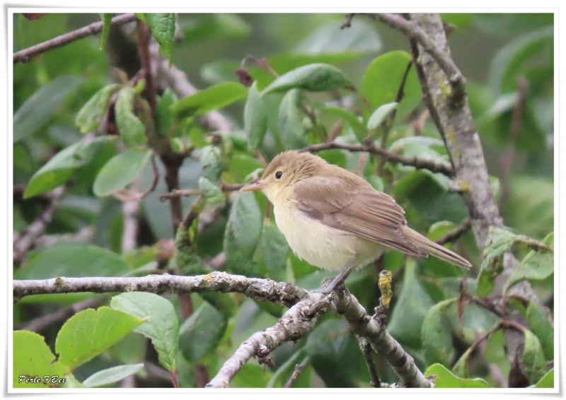 Oiseaux Hypolais polyglotte