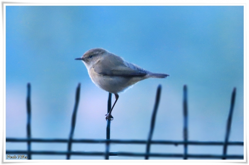 Oiseaux Pouillot véloce