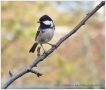 Oiseaux Mésange noire (Periparus ater)