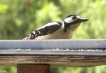 Oiseaux Pic épeiche (Dendrocopos major)