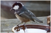 Oiseaux Mésange noire (Periparus ater)