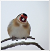 Oiseaux Chardonneret élégant Chardonneret élégant (Carduelis carduelis)