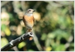 Oiseaux Rougequeue à front blanc (Phoenicurus phoenicurus)