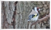 Oiseaux Chardonneret élégant (Carduelis carduelis)