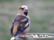 Oiseaux Grosbec casse-noyaux (Coccothraustes coccothraustes)