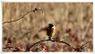 Oiseaux Tarier pâtre (Saxicola rubicola)