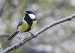 Oiseaux Mésange charbonnière (Parus major)