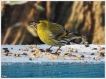 Oiseaux Tarin des aulnes (Carduelis spinus)