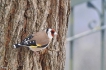 Oiseaux Chardonneret élégant (Carduelis carduelis)