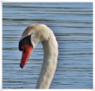 Oiseaux cygne