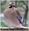 Oiseaux Geai des chènes (Garrulus glandarius)