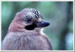 Oiseaux Geai de chènes (Garrulus glandarius)