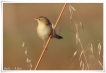 Oiseaux Cisticole des joncs (Cisticola juncidis)