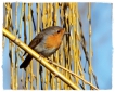 Oiseaux Rouge-gorge (Erithacus rubecula)