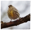 Oiseaux serin cini (Serinus serinus)