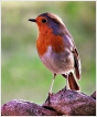 Oiseaux Rouge-gorge (Erithacus rubecula)