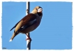 Oiseaux Grosbec casse-noyaux (Coccothraustes coccothraustes)