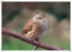 Oiseaux Accenteur mouchet (Prunella modularis)