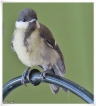 Oiseaux Mésange charbonnière (Parus major)