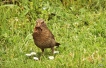 Oiseaux merlette Merle noir (Turdus merula)