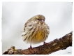 Oiseaux Serin cini serin cini (Serinus serinus)