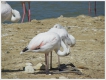 Oiseaux flamant rose juvénile