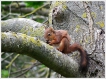 Mammifères Ecureuil roux (Sciurus vulgaris)