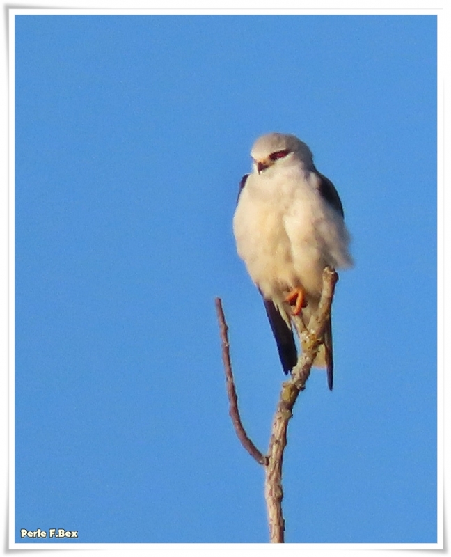 Photo Oiseaux Elanion blanc (Elanus caeruleus)