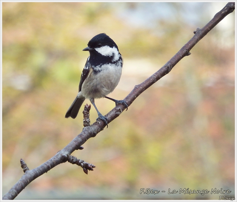 Photo Oiseaux Mésange noire (Periparus ater)