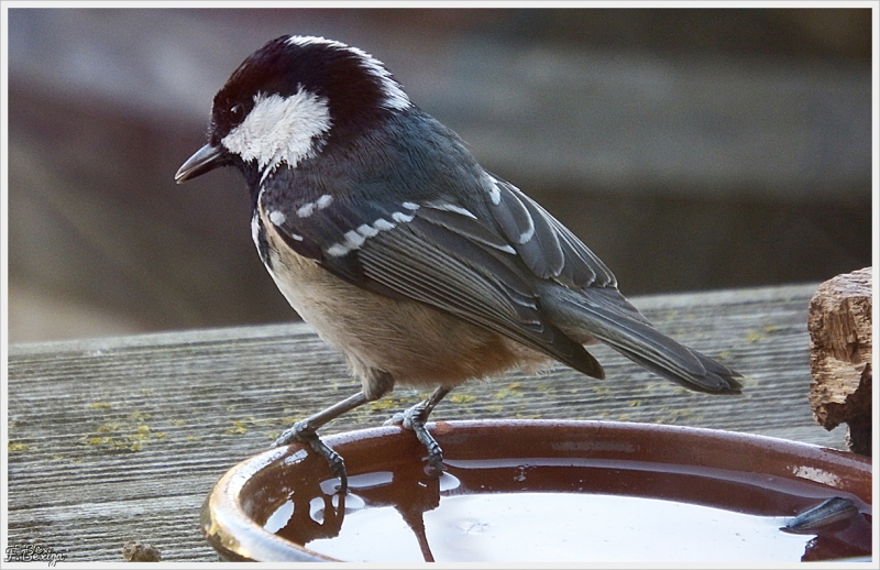 Photo Oiseaux Mésange noire (Periparus ater)