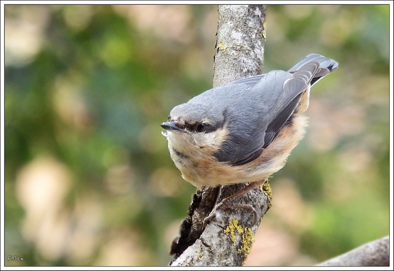 Photo Oiseaux Sitelle torchepot