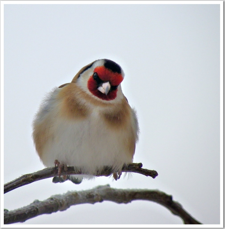 Photo Oiseaux Chardonneret élégant, Chardonneret élégant (Carduelis carduelis)