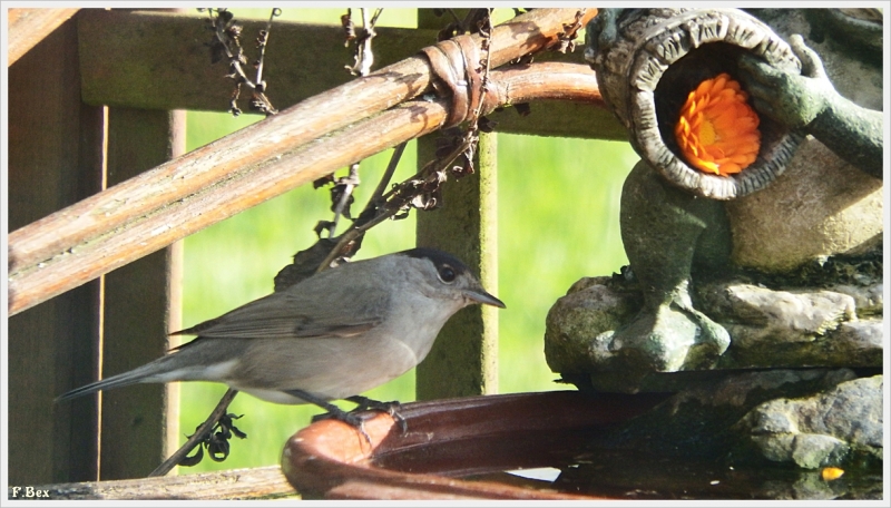 Photo Oiseaux fauvette a tête noire ( mâle )