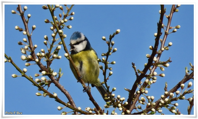 Photo Oiseaux Mésange bleue (Cyanistes caeruleus)