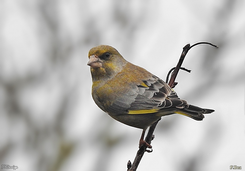 Photo Oiseaux Verdier d'Europe (Chloris chloris)