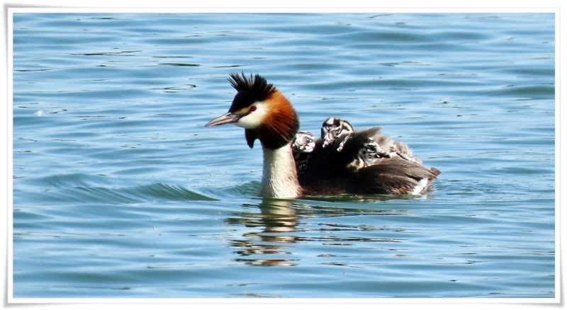 Photo Oiseaux Grèbe huppé et ses petits