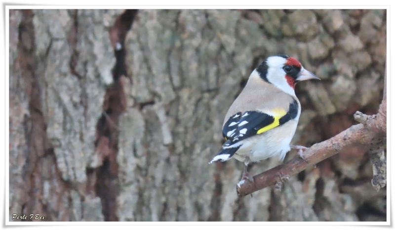 Photo Oiseaux Chardonneret élégant (Carduelis carduelis)