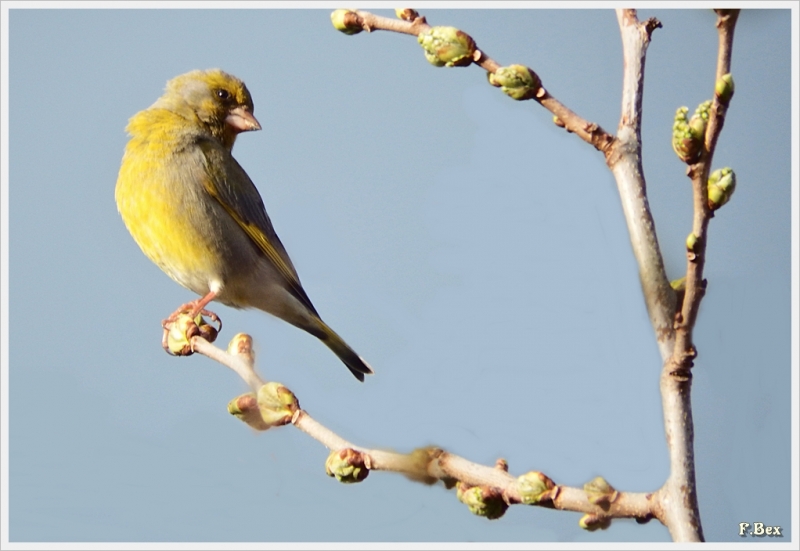 Photo Oiseaux Verdier d'Europe (Chloris chloris)