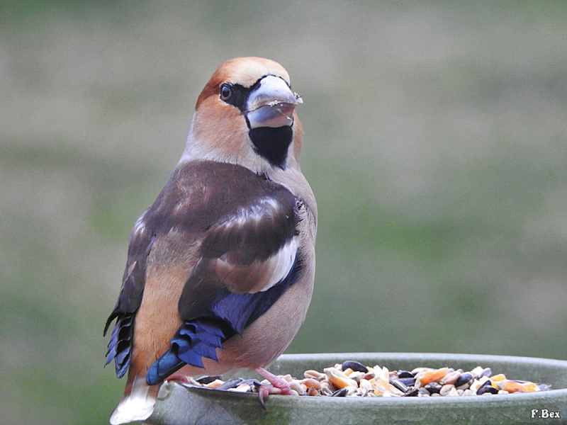 Photo Oiseaux Grosbec casse-noyaux (Coccothraustes coccothraustes)