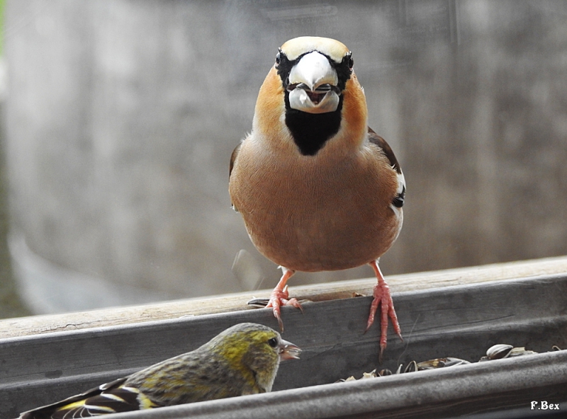 Photo Oiseaux Grosbec casse-noyaux (Coccothraustes coccothraustes)