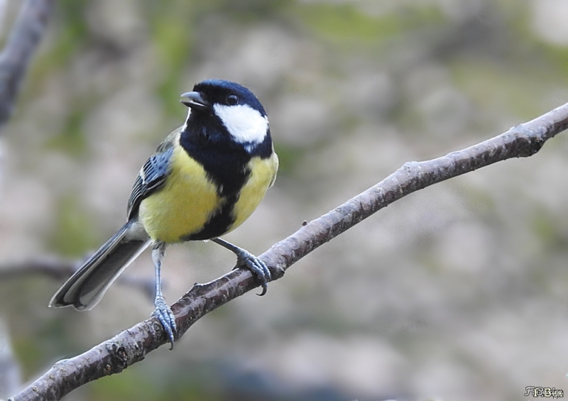 Photo Oiseaux Mésange charbonnière (Parus major)