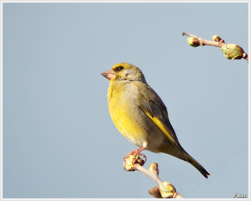 Photo Oiseaux Verdier d'Europe (Chloris chloris)