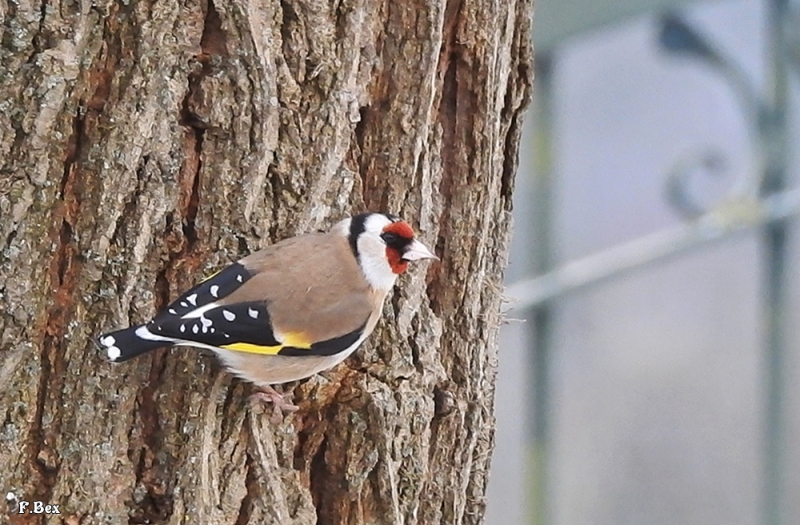 Photo Oiseaux Chardonneret élégant (Carduelis carduelis)