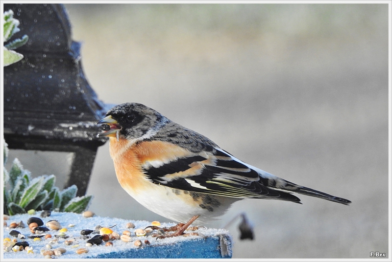 Photo Oiseaux Pinson du Nord ((Fringilla montifringilla)